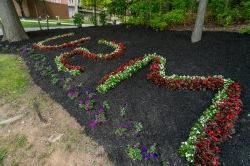 Photo of initials MSU as flowers in a flowerbed.