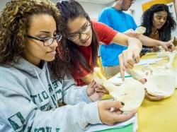 Image of four students examing bone replicas in an anthropology lab.